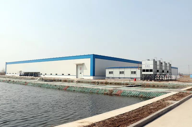 日本养殖银鲑鱼,淡水鲑鱼养殖