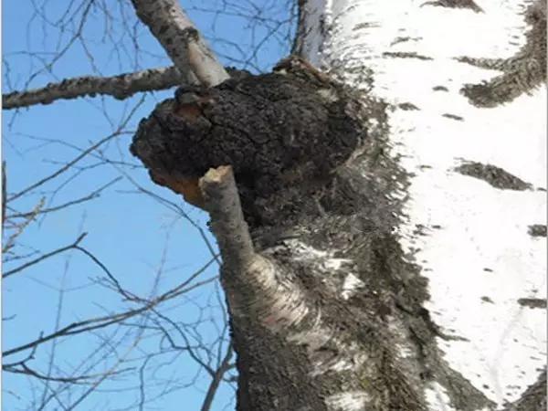 最好的降血糖药,降血糖最好的瓜子