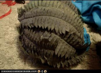 猫突然不见了该怎么办,早上喂猫发现猫不见了