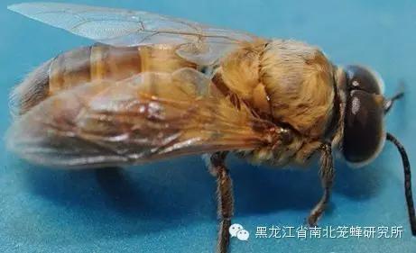 养蜂的蜜蜂是怎样变成蜂王的 (养蜜蜂的蜂农是怎样养蜂的)