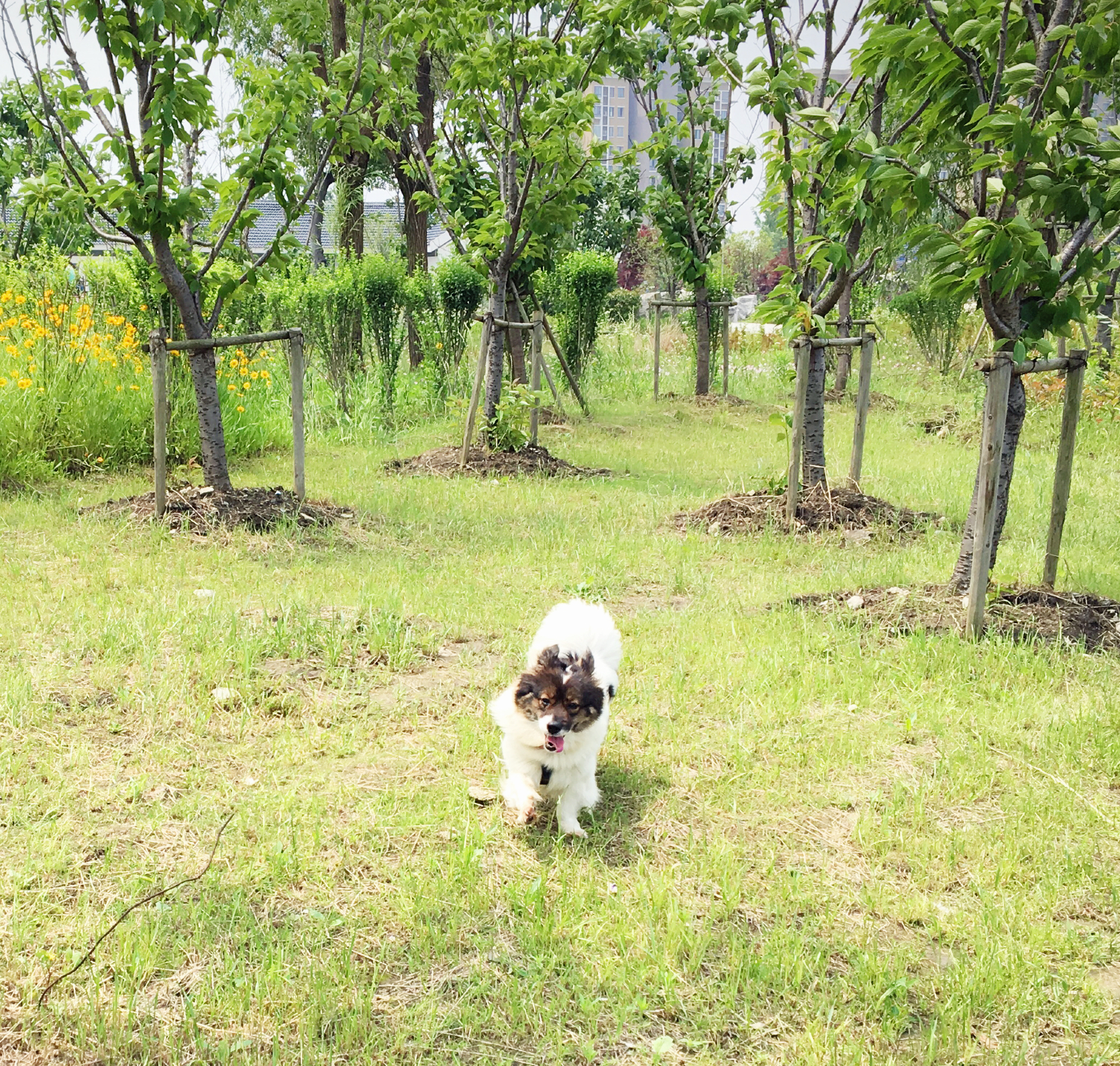 阿拉斯加犬智商排名第几,边牧和阿拉斯加智商谁高