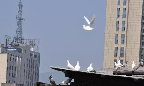 国内外白鸽品种及赏欣