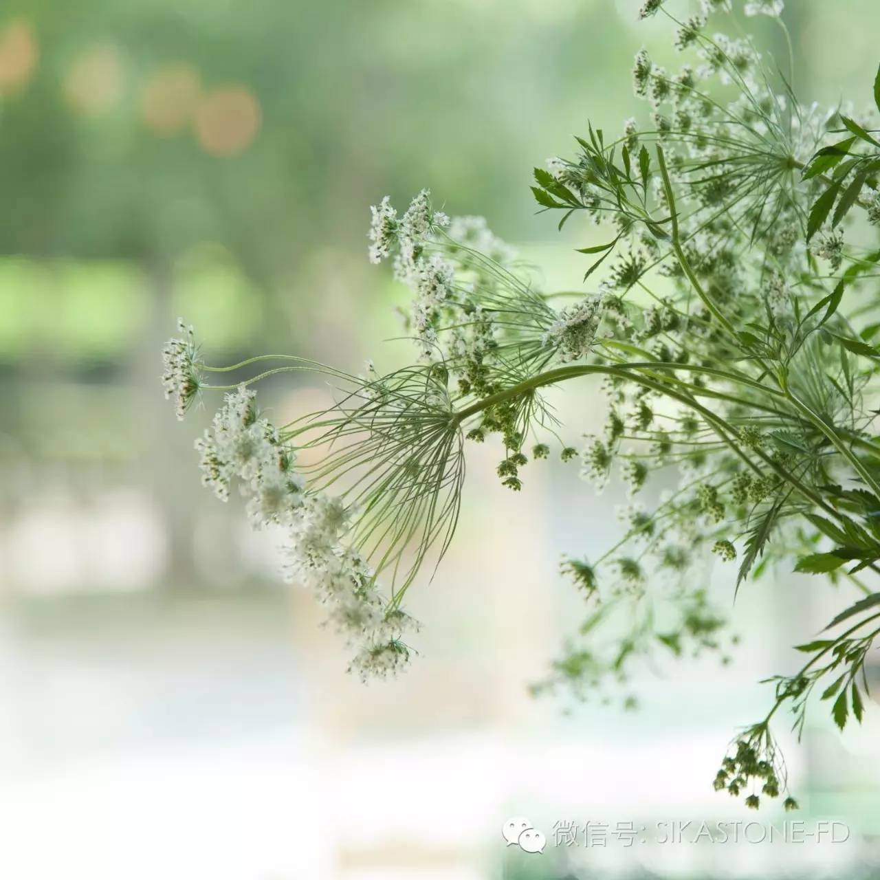 “只要有家花店，有些事就一定是要做的”——魏红波