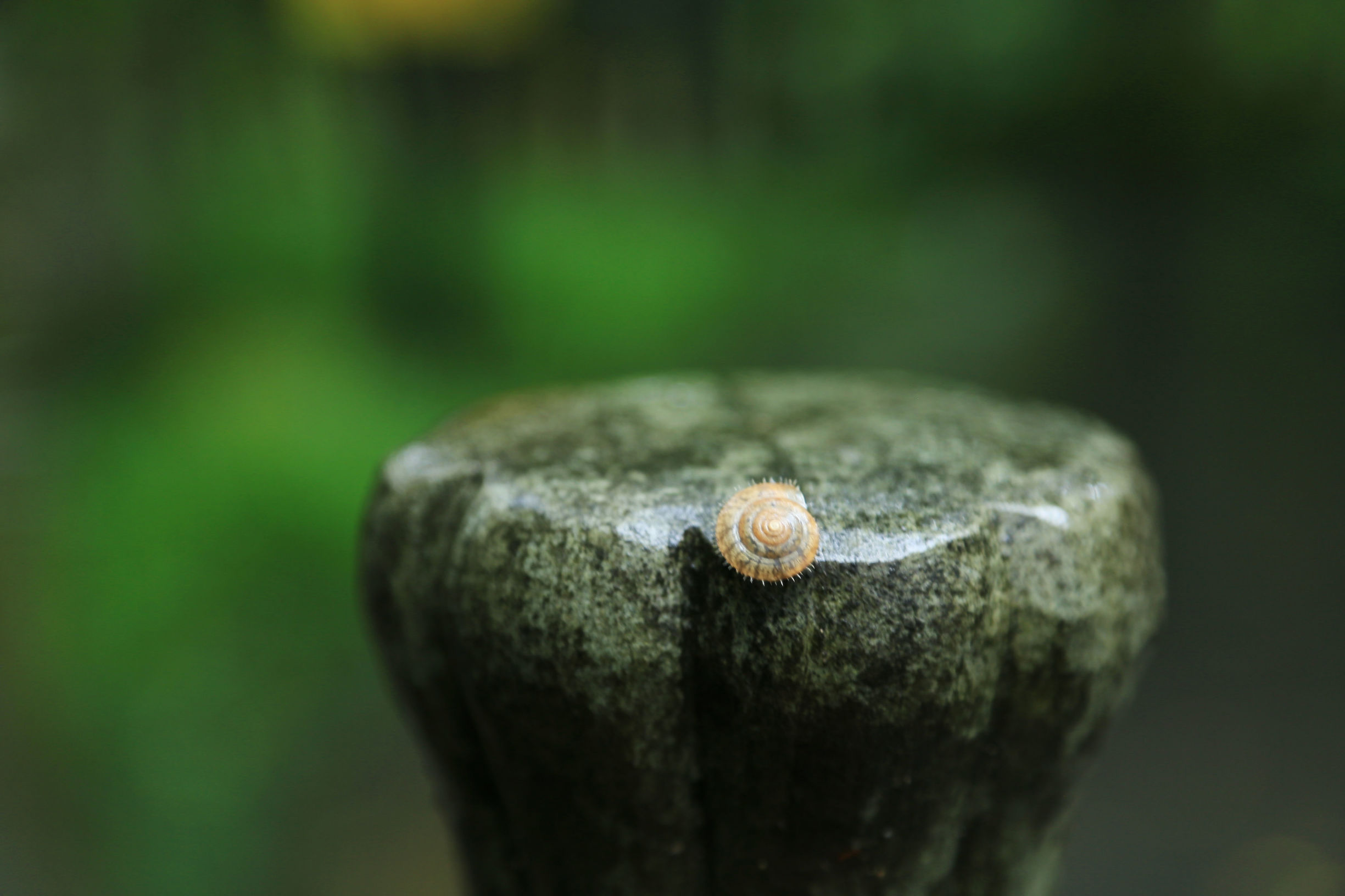 苏州天宁寺,天宁寺是全亚洲最大的寺庙吗