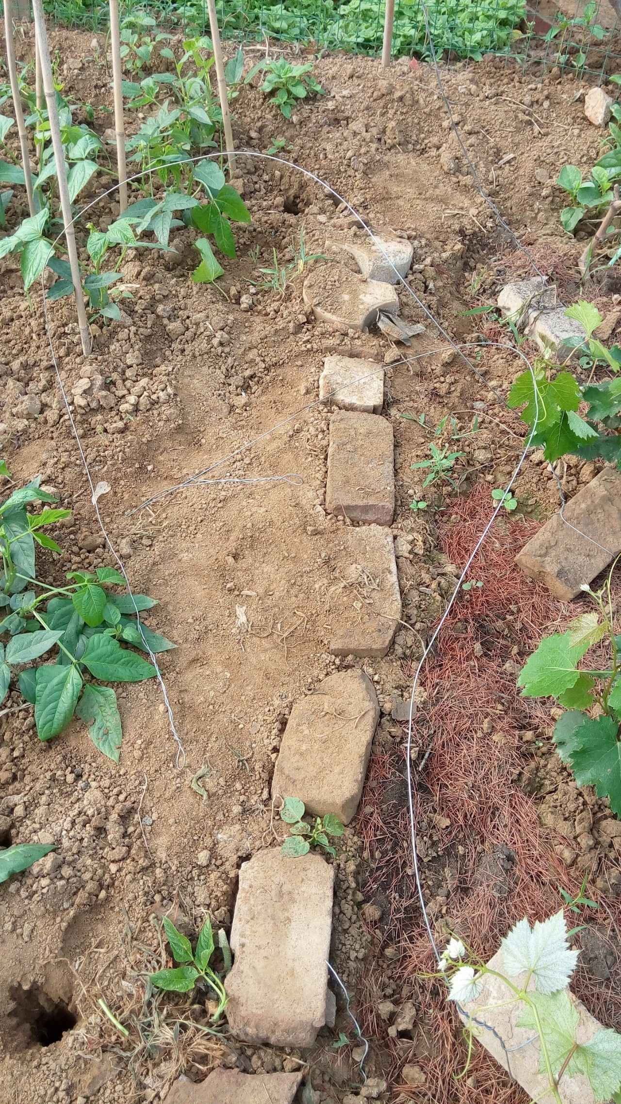 当年的偷菜游戏现在怎么玩,新出的偷菜的那个游戏叫什么