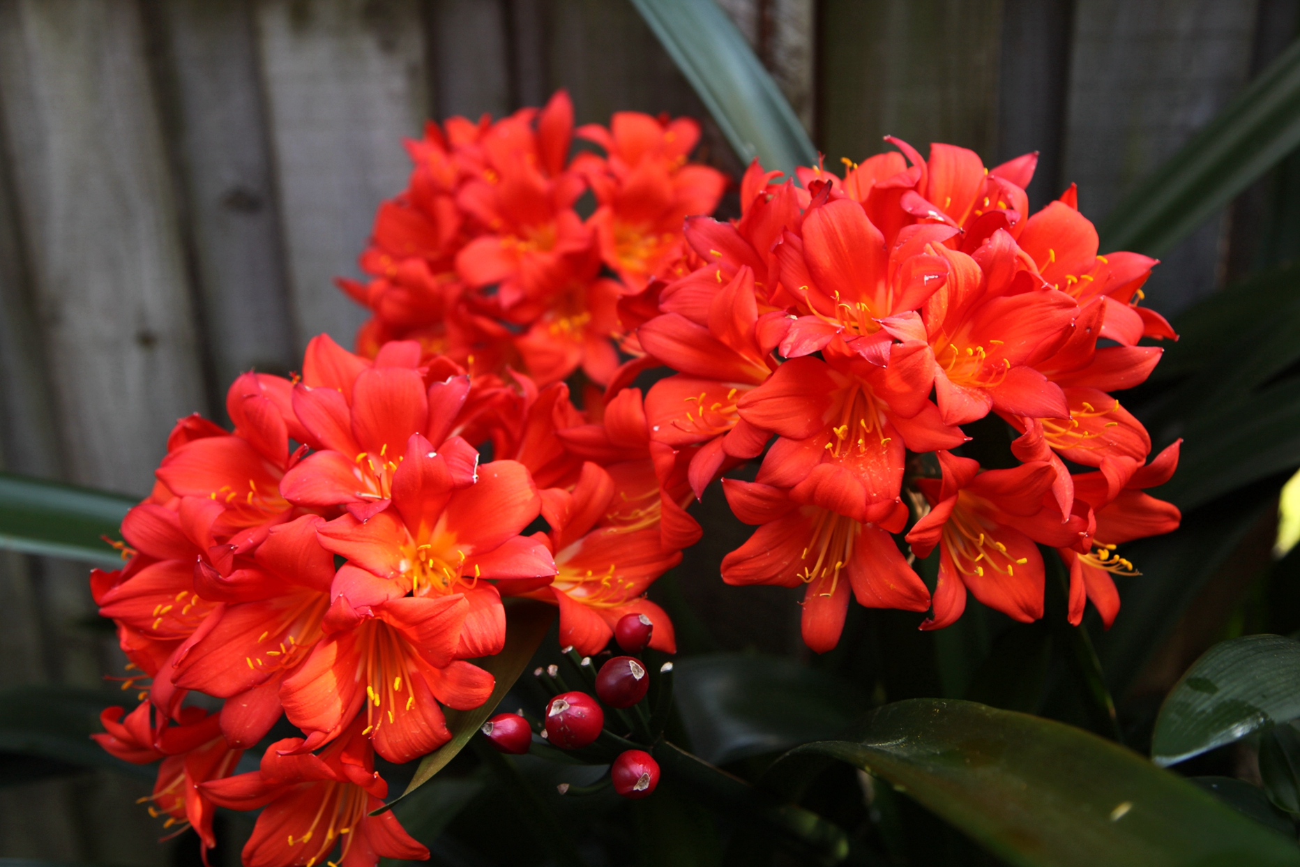 兰花玉肌翠骨、纯朴雅丽。