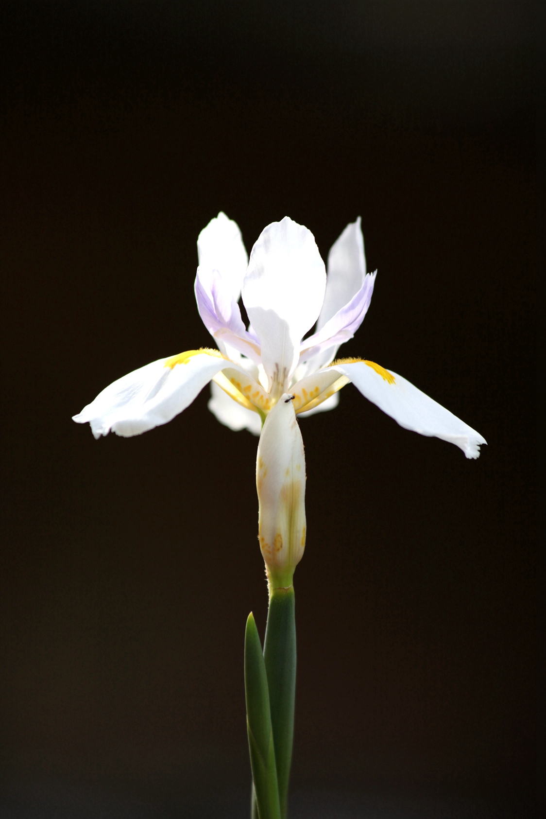 兰花玉肌翠骨、纯朴雅丽。