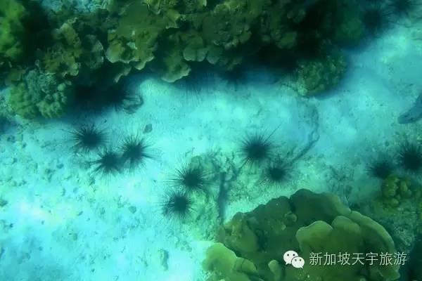 泰国的马尔代夫丽贝岛,泰国马尔代夫的海岛