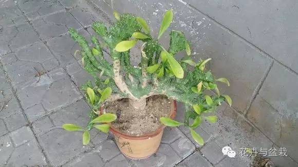 麒麟掌有毒吗用啥能解毒,麒麟掌有毒吗误食了怎么办