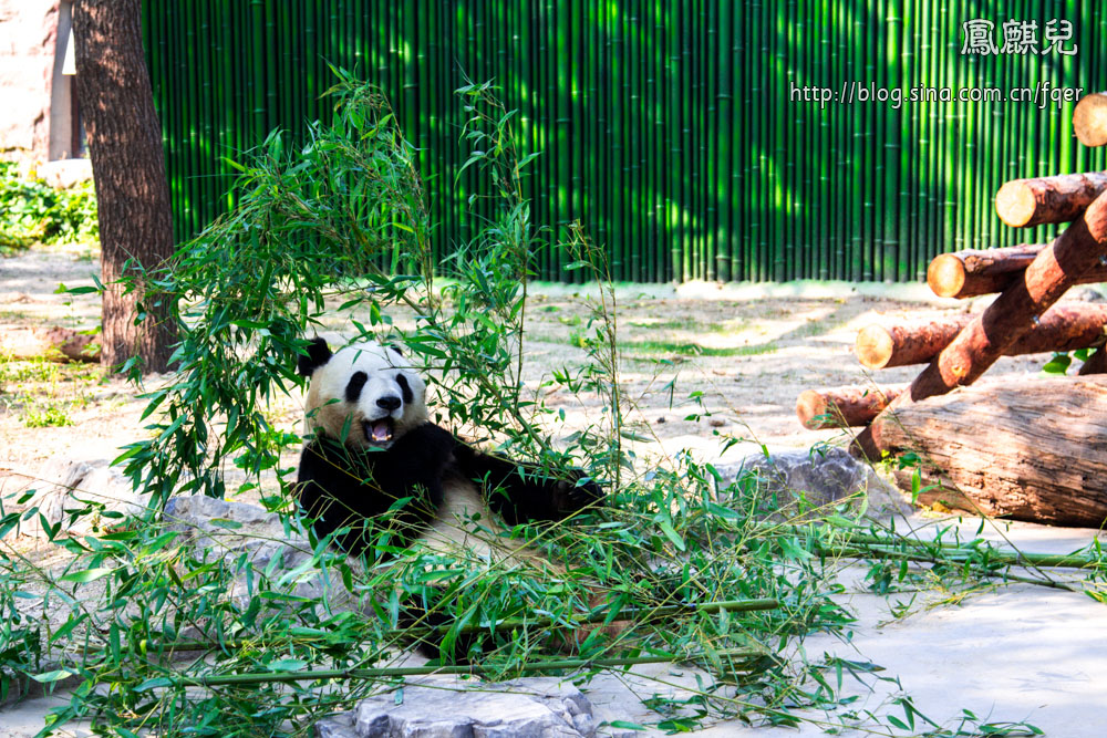 ​[凤麒儿]北京动物园——与动物的亲密接触
