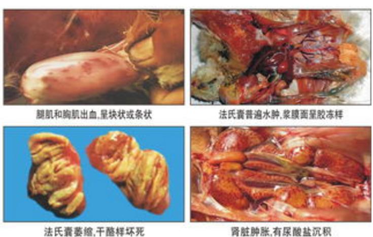 法氏囊对养鸡的影响,养鸡人的秘密