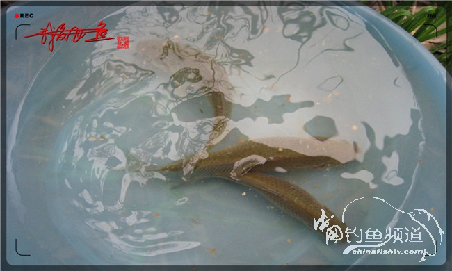 风雨无阻之我爱飞鱼去‘*欢寻**’！