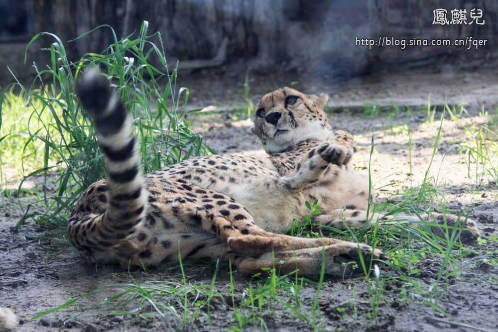 ​[凤麒儿]北京动物园——与动物的亲密接触