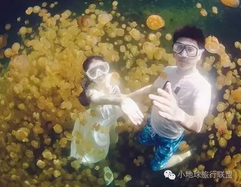 帕劳水母湖水母变少,帕劳水母湖的水母都去哪儿了