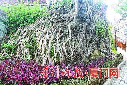 厦门的榕树是什么样的,厦门为啥这么多榕树