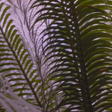 奥运会还未结束的项目,奥运会还没开幕就开始比赛吗