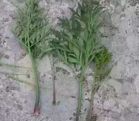 扩散丨清明扫墓，见到这种花千万不要摘，是毒药之王！