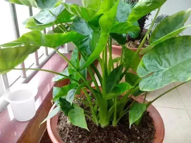 3岁男孩舔了一口,抢救8小时才抢救了回来,这东西你家一定也有