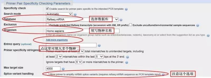 pcr引物设计软件优缺点,idt的在线引物设计工具
