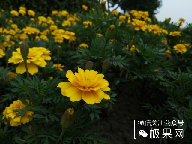 翻转吧摄像头,前后都能照出完美的照片:荣耀7i体验