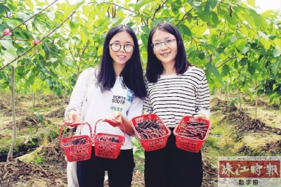 佛山摘果最佳地点,南海周边摘果