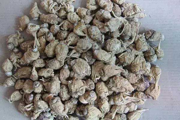 丽江玛咖是最好的吗,云南丽江玛咖哪个是正宗的