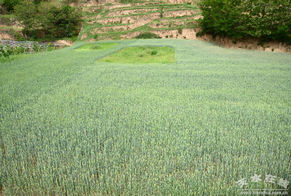 天水市最美乡村谢沟村,天水市麦积区最美村庄