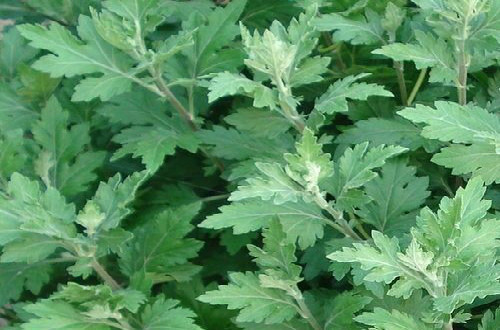 端午节插艾的寓意,端午节插艾有什么讲究