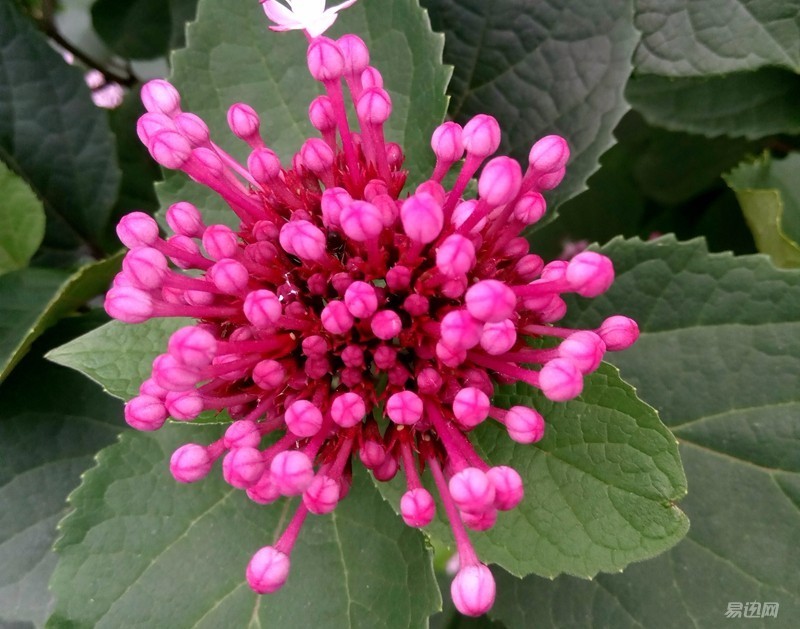 乐2什么时候发布的,乐2值多少钱