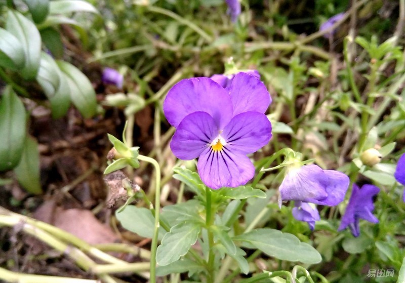 乐2什么时候发布的,乐2值多少钱