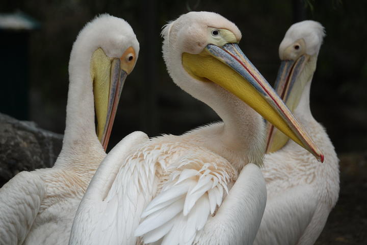 大变焦索尼黑卡,索尼黑卡rx10入门教程和拍照技巧
