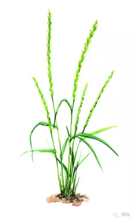 足球场的草坪为什么这么丝滑,足球场的草地是什么草