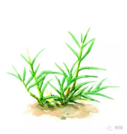 足球场的草坪为什么这么丝滑,足球场的草地是什么草