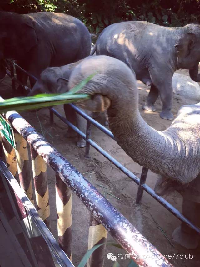 广州旅游攻略长隆野生动物园,广州长隆野生动物园自由行攻略