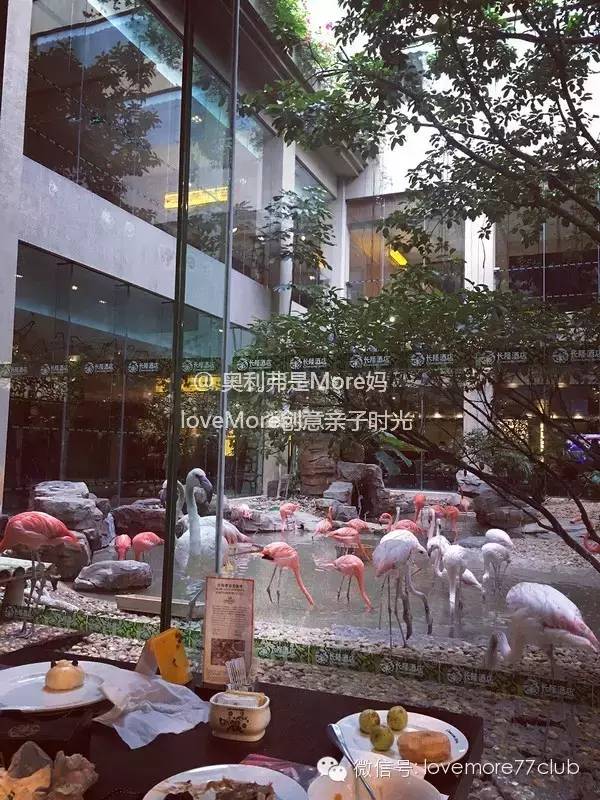 一日游广州长隆野生动物园攻略,广州长隆野生动物园自由行攻略