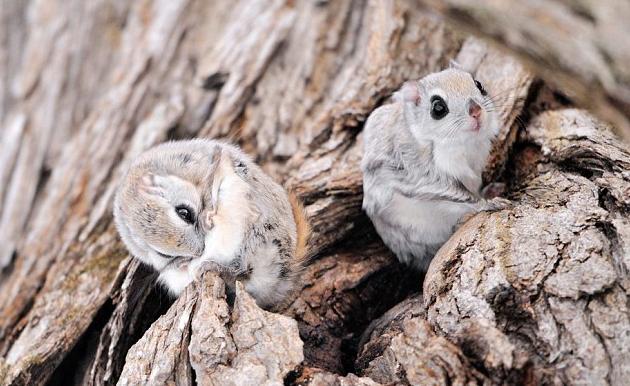 俄罗斯飞鼠大全,俄罗斯的小飞鼠