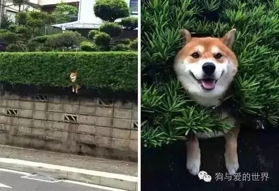 狗狗蠢萌和酷炫,狗狗蠢萌瞬间