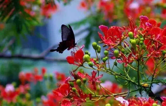 海口一座不需要滤镜的城市,海口一线海景