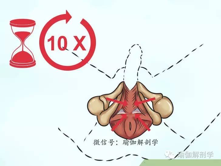 pc肌和骨盆底肌,pc肌训练增强pc肌