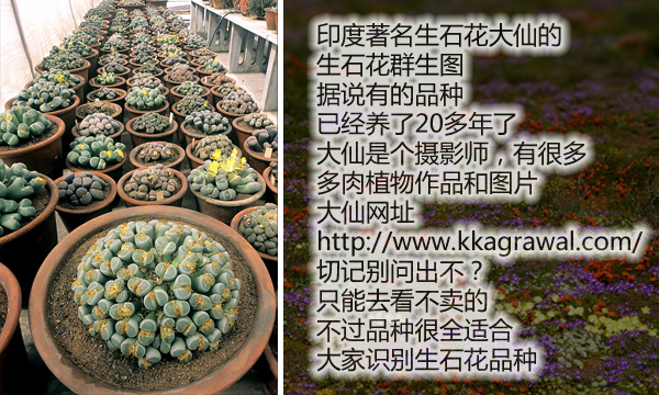 云南多肉植物生石花,南非多肉盆栽生石花