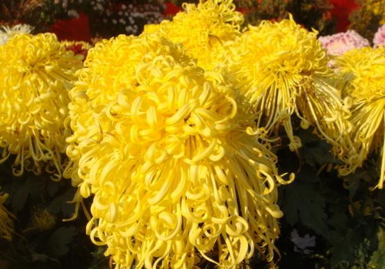 祛痘洗面奶祛痘印,祛痘膏祛痘印推荐