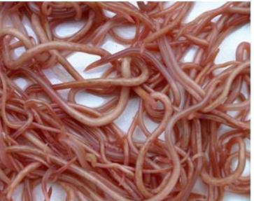 四岁小女孩肚子痛是怎么了,四岁女童经常肚子疼挂号看什么科