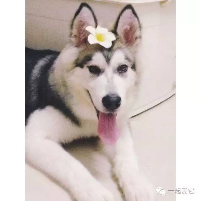 狗拉拉阿拉斯加,拉拉和阿拉斯加