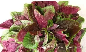 有些常见蔬菜孩子不能多吃,菠菜居然排第一!