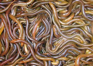 黄鳝的功效与作用孕妇能吃,黄鳝的功效与作用危害