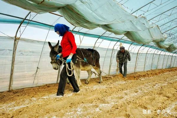 磴口的华莱士哪里有卖,天下第一瓜只有在磴口能吃上