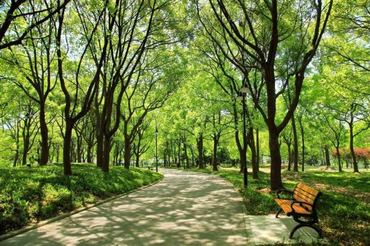 世纪公园还开吗,世纪公园免费开放