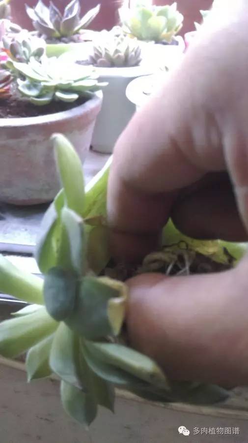 观音莲穿裙子是什么意思,观音莲穿裙子了怎么办