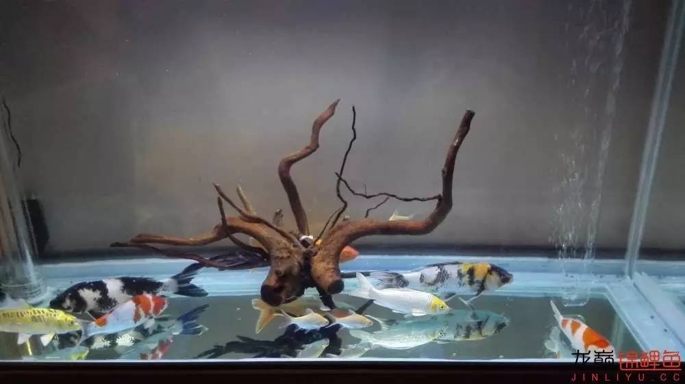 子母生态缸丨庭院深，深，深几许？