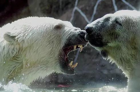 动物界三种最残忍动物,动物界最残忍四种动物
